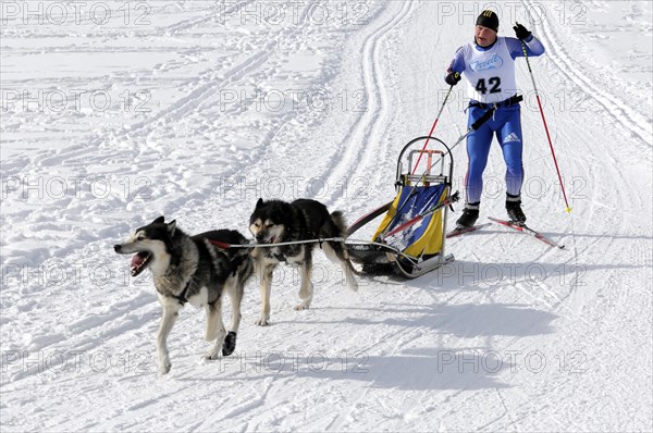 Musher with sled dog team