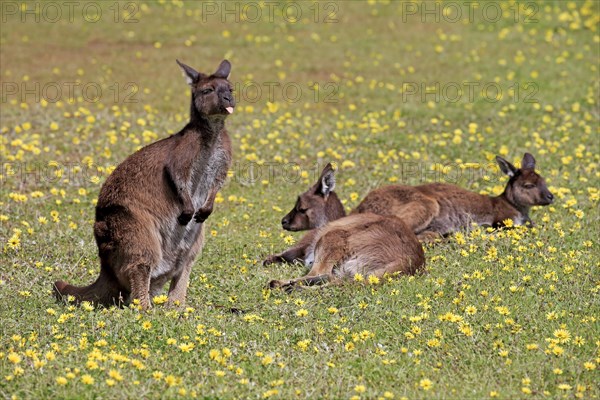 Kangaroo island grey kangaroo