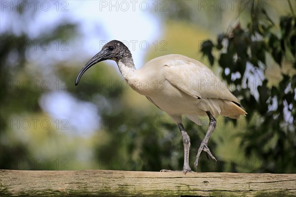 Australian White Ibis