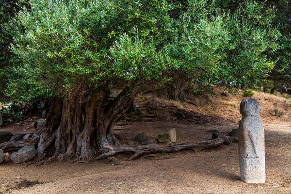 Menhir statues in the plain in front of a 1200 year old olive tree