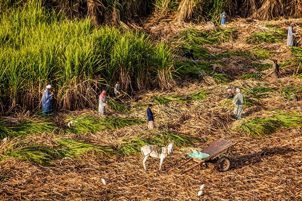 Sugar cane harvest