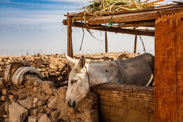 Donkey stable