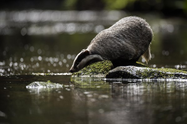 European badger