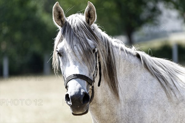 Arabian mare