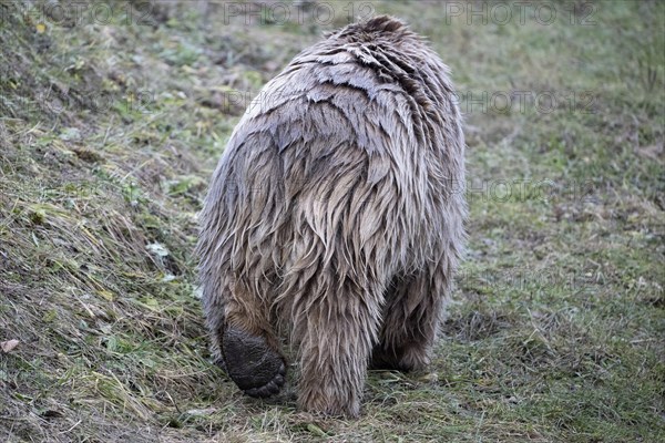 Paw syrian brown bear