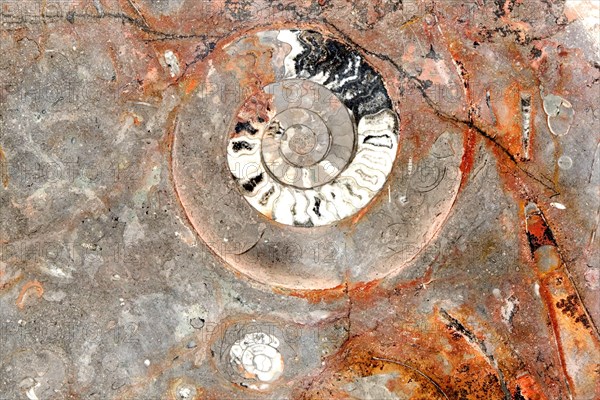 Fossil plate