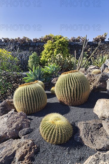 Barrel Cactus