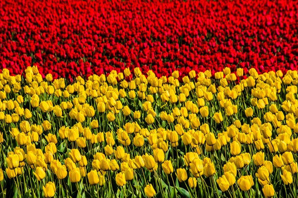 Flowering tulip fields