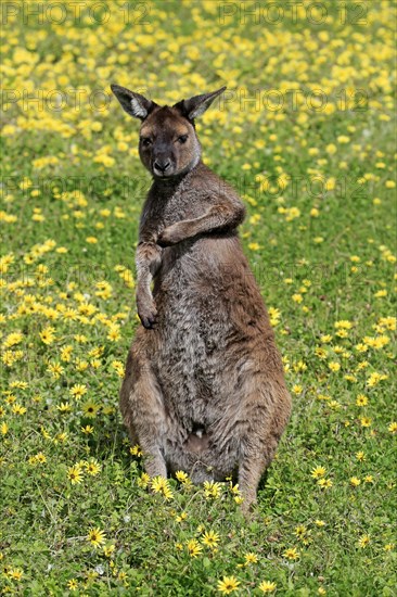 Kangaroo island grey kangaroo