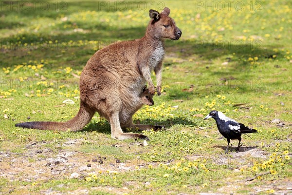 Kangaroo island grey kangaroo