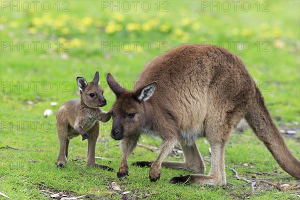 Kangaroo Island Kangaroo