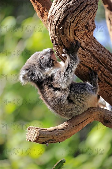 Koala