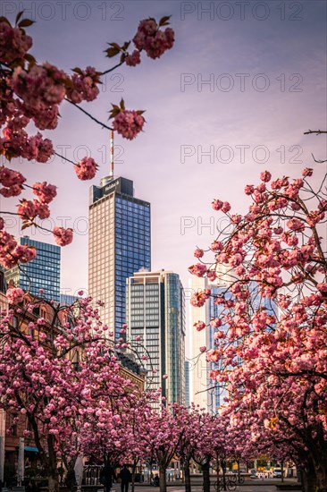 View of the Frankfurt skyline