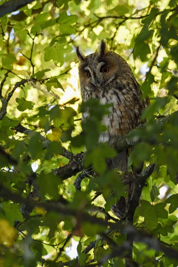 Long-eared owl