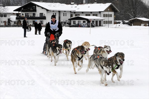 Musher with sled dog team