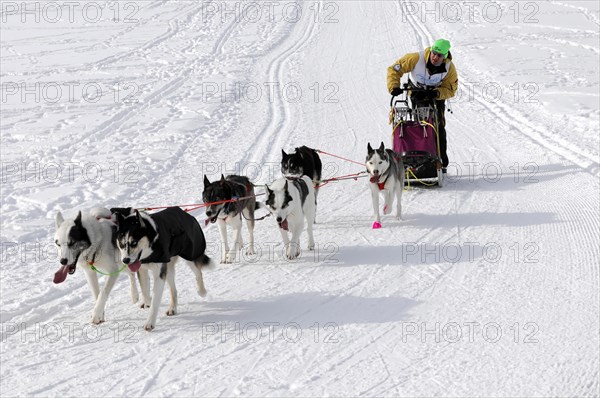 Musher with sled dog team