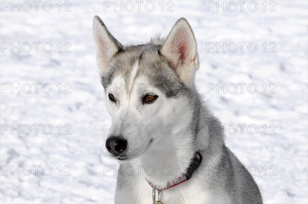 Siberian Huskies