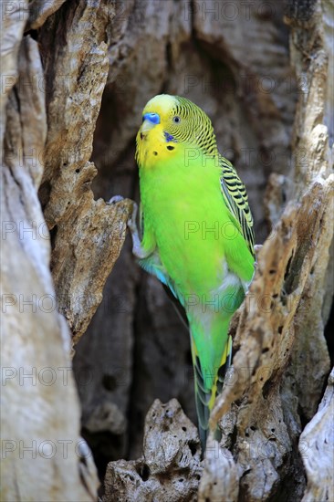 Budgerigar