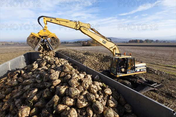 Sugar beet harvesting, Limagne plain, Puy de Dome
