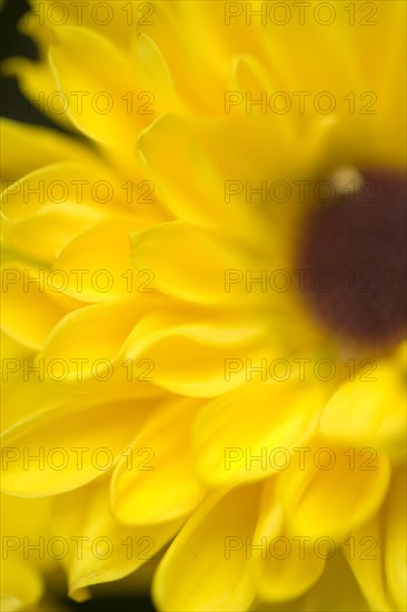 Black Eyed Susan