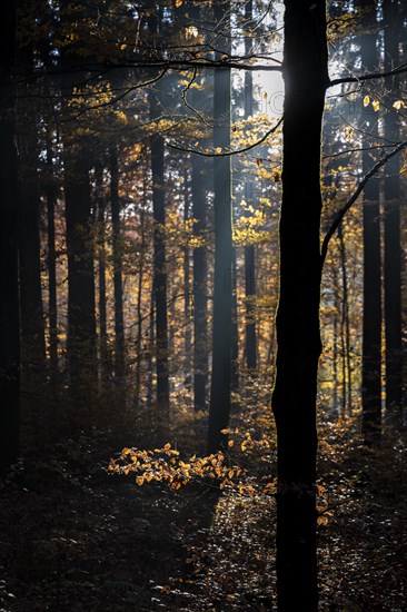 Afternoon sun in the beech forest near Liggeringen