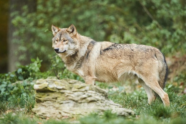 Eastern wolf (Canis lupus lycaon) standing on field - Photo12 ...