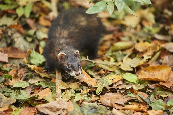 Ferret (Mustela putorius furo)