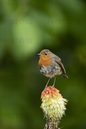 European robin (Erithacus rubecula) adult bird sitting on a Red hot poker flower