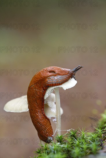 Red slug (Arion rufus)