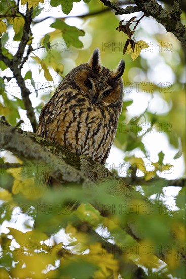 Long-eared owl (Asio otus)