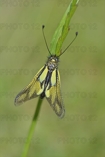 Dragonfly butterfly minnow (Libelloide coccajus)