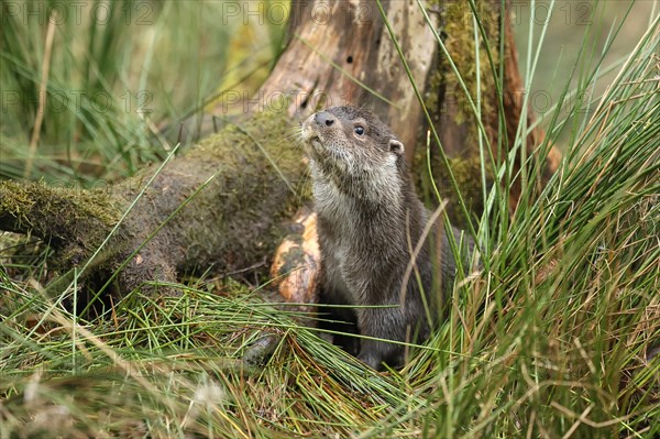 Young european otter (Lutra lutra)