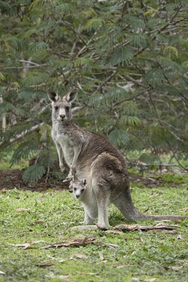 Eastern grey kangaroo (Macropus giganteus) adult female with a juvenile baby joey in it's pouch
