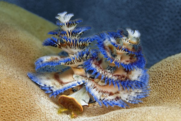 Christmas tree worm (Spirobranchus giganteus)