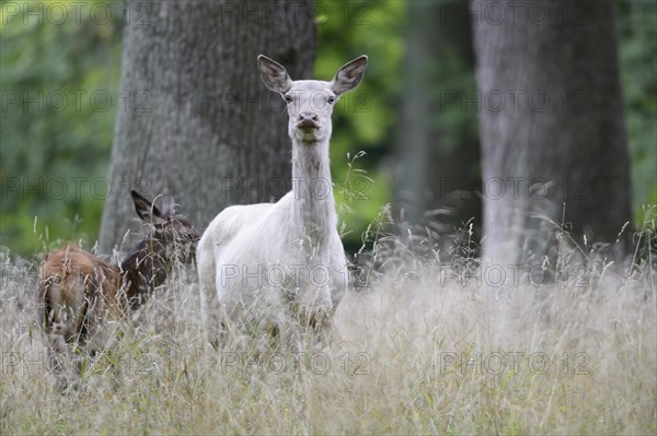 White red deer (Cervus elaphus)