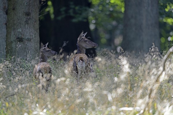 Red deer (Cervus elaphus) with calf