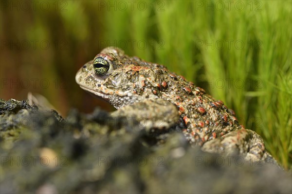 Natterjack toad (Bufo calamita)