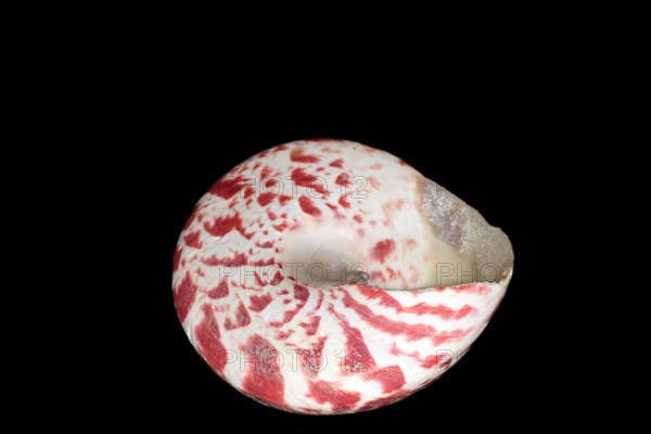 Sea snail Tectus conus