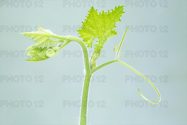 Pumpkin (Cucurbita) plants with tendril isolated on white