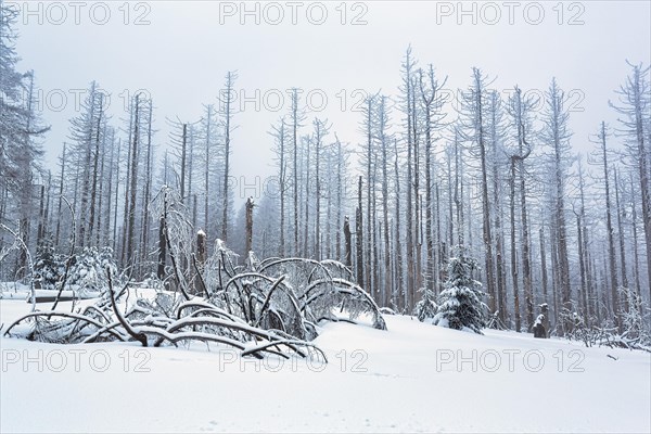 Snow-covered dead spruce (Picea) after infestation by spruce bark beetle or spruce bark beetle