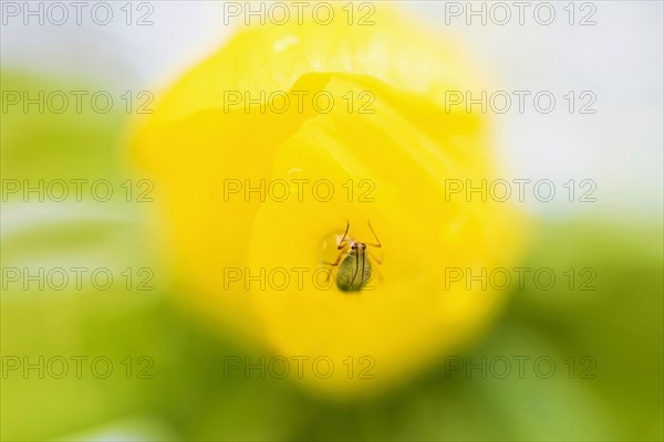 Aphid (Aphidoidea) on the flower of the winter aconite (Eranthis hyemalis)