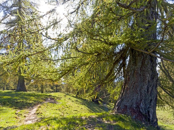 Larch meadows on the Salten