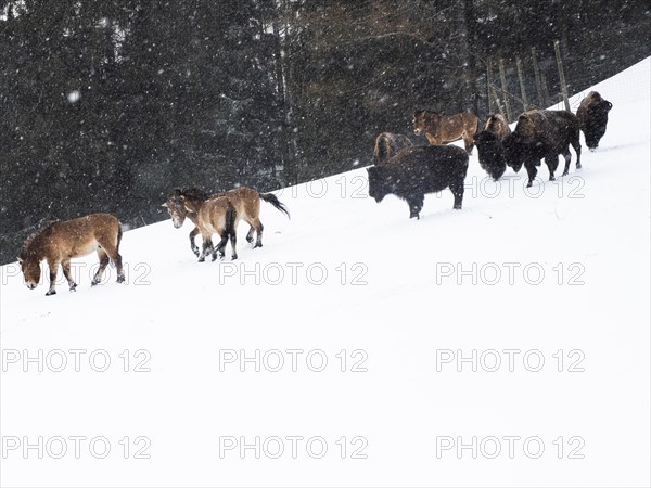 American bisons (Bos bison) and przewalski's horses (Equus przewalskii) during snowfall in winter