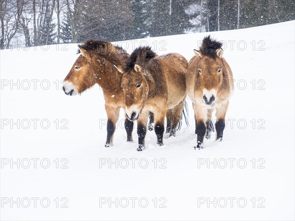 Przewalski's horses (Equus przewalskii) during snowfall in winter