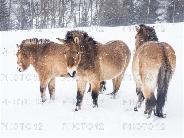 Przewalski's horses (Equus przewalskii) during snowfall in winter