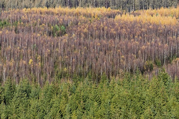 View over european spruce (Picea abies)