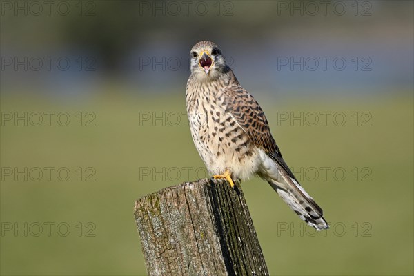 Common kestrel (Falco tinnunculus)