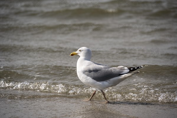 European herring gull (Larus argentatus) running on the shore