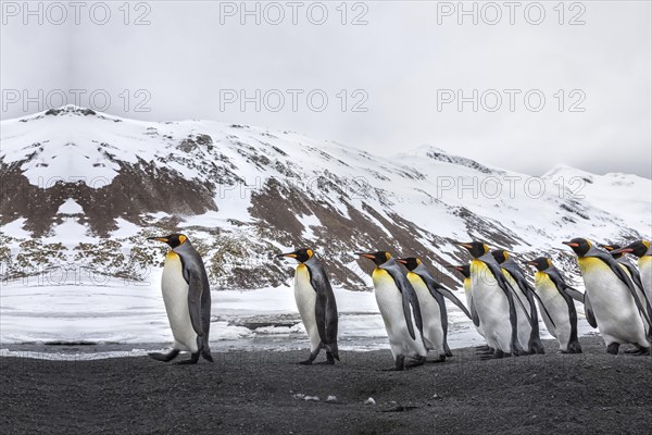 Viele Pinguine spazieren im Sand in der Naehe des Eises