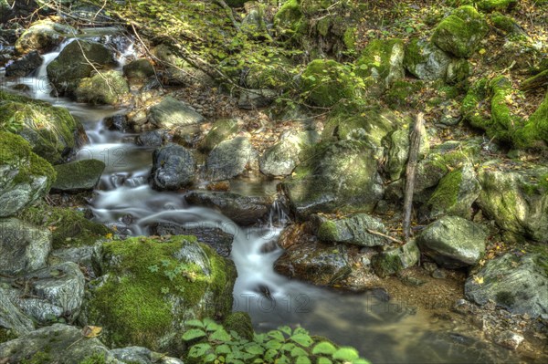 Little brook in the forest